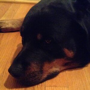 Meet your Posher, Zoey